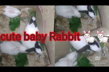 Funny and cute Rabbit 🐇🐇 videos 2020 , Baby Rabbit Animal 🐇🐇