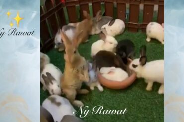 Cute little bunny# What are 3 interesting facts about rabbits