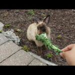 Cute Bunny Eats Kale