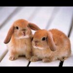 lalellFunny Baby Bunny Rabbit VideosCompilation - Cute Rabbitslgas 3 JS öaLao jsl 10