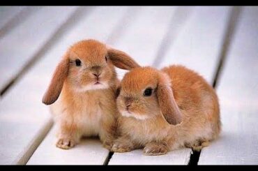 lalellFunny Baby Bunny Rabbit VideosCompilation - Cute Rabbitslgas 3 JS öaLao jsl 10