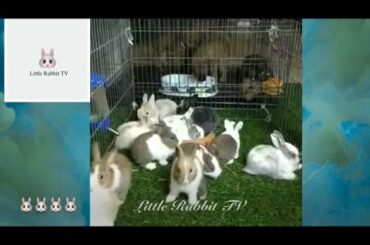 Cute Baby Rabbit Videos 아기 토끼가 자라는데 얼마나 걸리나요