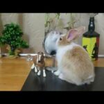 Cutest bunny rabbit After Shower | Putting Bindi | Looking Mirror ..