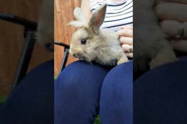The adventures of Fred and Ted. When a baby rabbit meets a Labrador.
