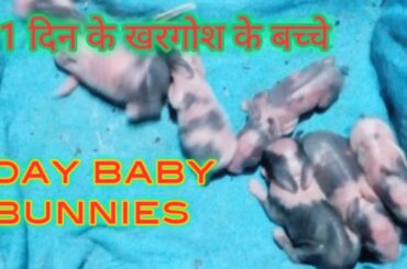 Baby Bunnies 1 Day Old #mybunnytv