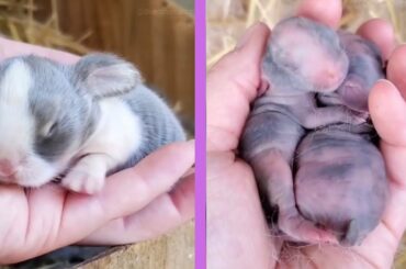 BABY RABBIT FUNNY TİMES 2021 | [ CHICKCHICKGAMES ]