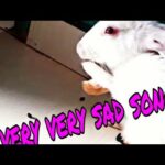 Cute Song | Very Cute Bunny |Singer | Dino Jems | Roshan Swarnkar