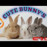 #WBKids #CutestAnimals | Super Cute bunny's | Cuteness Animals | Rabbit house