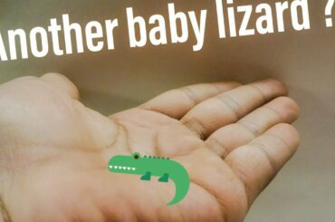 Found another cute baby lizard