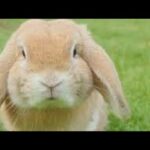 Cute Bunny Compilation