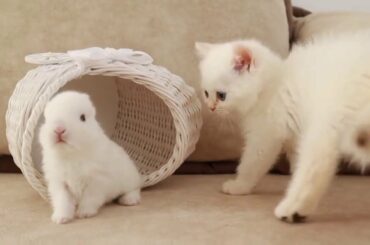 Small White Kitten Playing With Rabbit | 2020 |