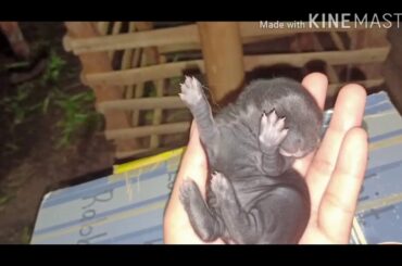 4 days old new zealand rabbits