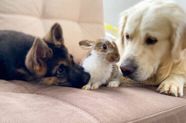 Golden Retriever and German Shepherd Puppy Meet New Baby Rabbit