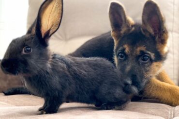 German Shepherd Puppy Meets Baby Rabbit for the First Time!