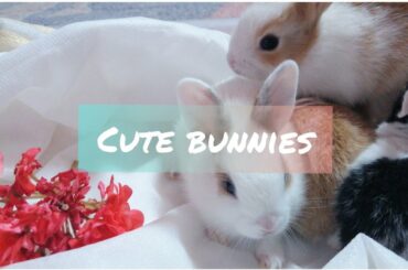 Beautiful rabbits are getting bigger