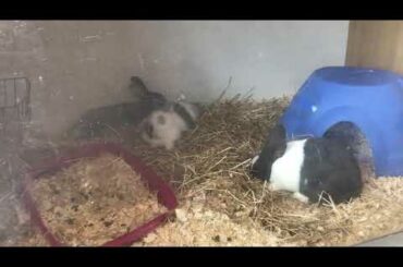 Cute baby rabbits