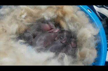 Cute New born baby rabbit. Day 1.🐰🐇