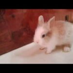 រៀនចឹញ្ចឹមកូនទន្សាយ/Baby Rabbit Very cute/bunny