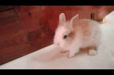 រៀនចឹញ្ចឹមកូនទន្សាយ/Baby Rabbit Very cute/bunny