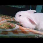 Little baby bunny enjoys its first meal.....😚😚✌