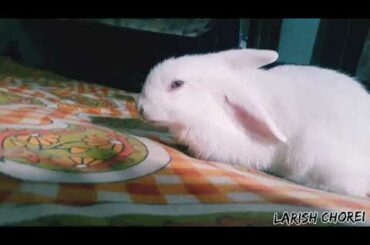 Little baby bunny enjoys its first meal.....😚😚✌