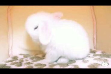 MY BABY BUNNIES PLAYING TIME.💛💗💗