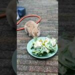 Yummy meal for my cute rabbit ❤️