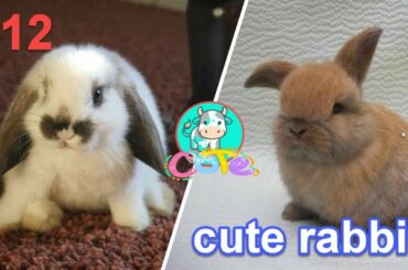 cute animals rabbit - 2020 and 2021- asmr - free roam rabbit #12