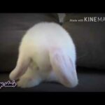 Cute bunny video/ Fugi idea's
