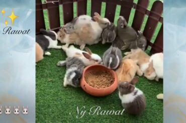 Baby bunny# Little rabbits are really cute🐇🐇