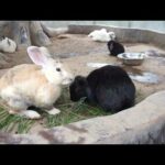 THE CUTE RABBIT EAT GLASS REALLY DELICIOUS