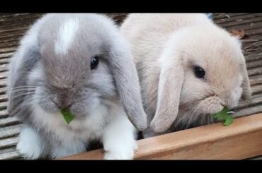 cute bunnies 🐰💕🥺