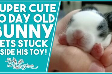 10 Day Old Baby Bunny Finds a New Play Toy & Get's Stuck - Super Cute!