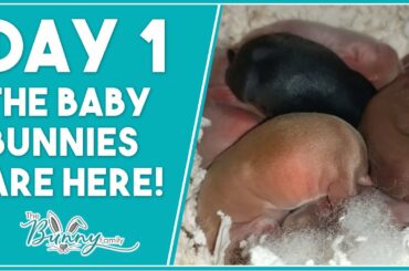 Our Newborn Bunnies Arrived - Day 1 - They're Here and are So Cute!