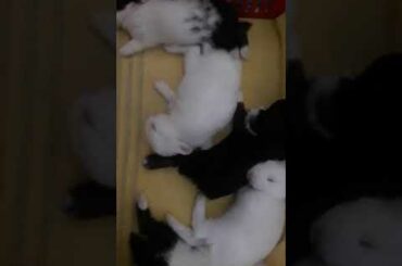 Rabbit babies so cute born 3 weeks ago