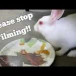 Bunnies doesn't like to be FILMED while EATING!!
