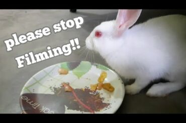 Bunnies doesn't like to be FILMED while EATING!!