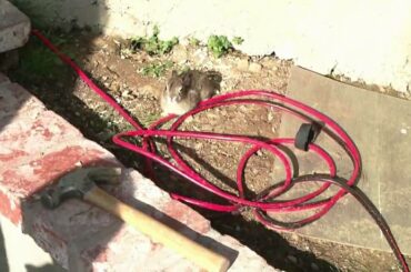 Releasing our baby rabbit back into the wild
