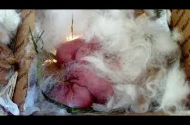 New born baby Rabbits