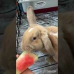 Cute Bunny Eating Watermelon and Washing Face