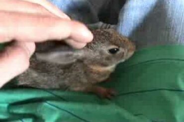 Baby Cottontail Rabbit