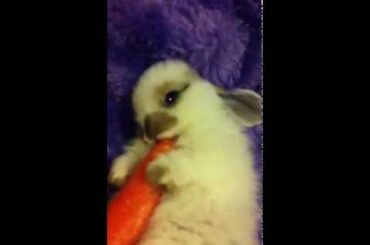 My baby rabbit