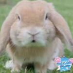little cute bunny 🐰 singing