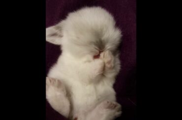 Cutest baby bunny ever!