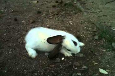 Baby rabbit born with tilted head