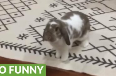 Bunny rabbit has a case of the zoomies