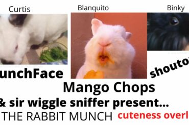 funny bunny's the adventures of MunchFace & MangoChops!!/1st  full shout out by binkster