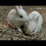 #rabbit #cute #bunny #kit bunny got babies  Taare zameen par feat. by cute kits bunnies😅😂🐇🐰🐰🐰