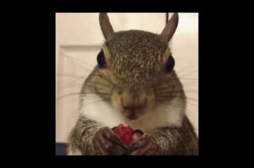 Cute Animals | Funny Animals | Baby Animals | PART 4