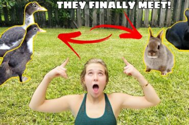 BABY RABBITS MEET BABY DUCKLINGS FOR THE FIRST TIME! WILL THEY BE FRIENDS?!